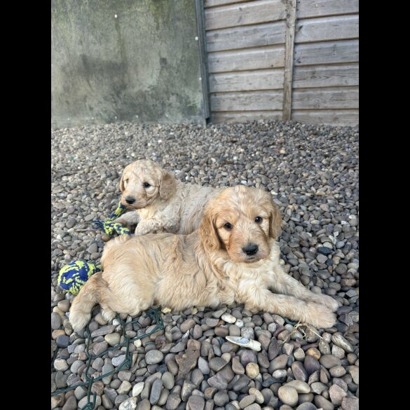 Goldendoodle - Bitches