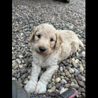 Goldendoodle - Bitches