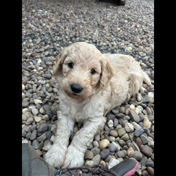 Goldendoodle - Bitches