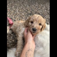 Goldendoodle - Bitches