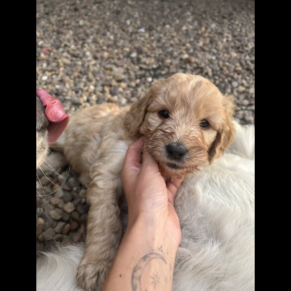Goldendoodle - Bitches