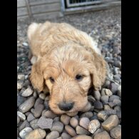 Goldendoodle - Bitches