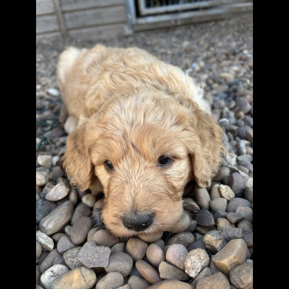 Goldendoodle - Bitches