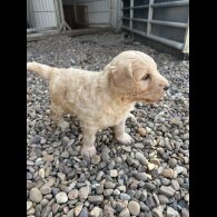 Goldendoodle - Bitches