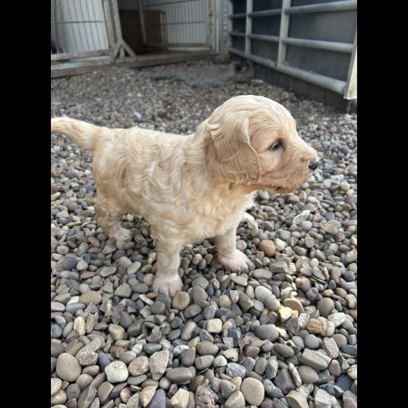 Goldendoodle - Bitches