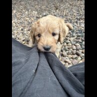 Goldendoodle - Bitches