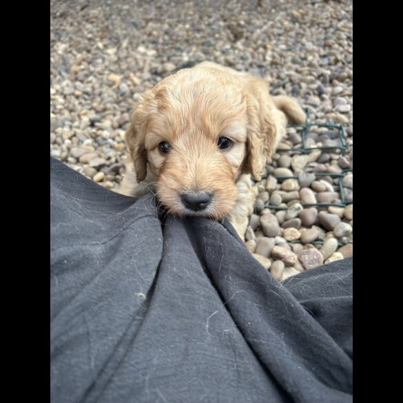 Goldendoodle - Bitches