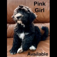 Goldendoodle - Both