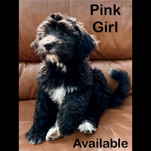 Goldendoodle - Both