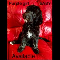 Goldendoodle - Both