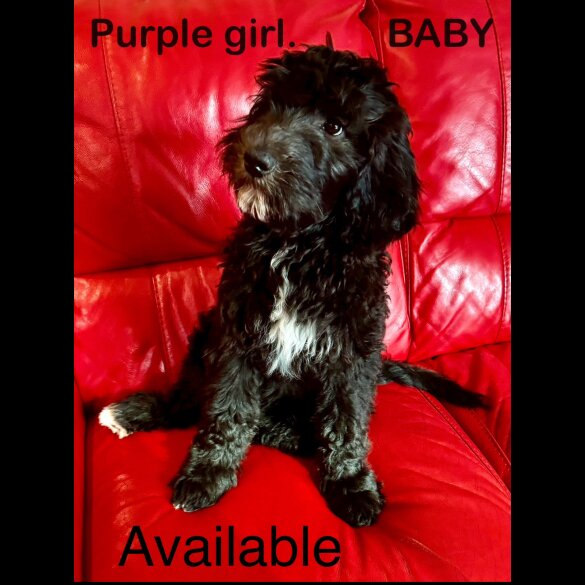 Goldendoodle - Both