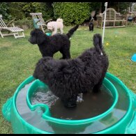 Goldendoodle - Both