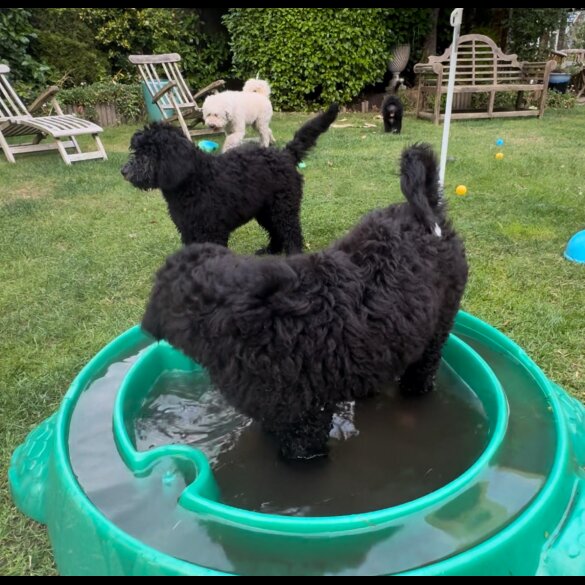 Goldendoodle - Both
