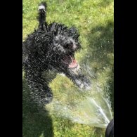 Goldendoodle - Both