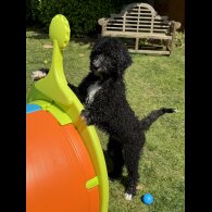 Goldendoodle - Both