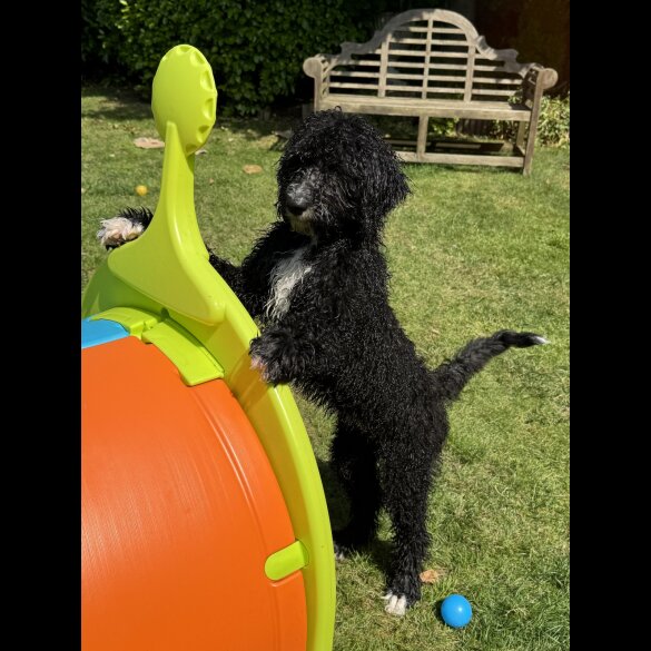 Goldendoodle - Both