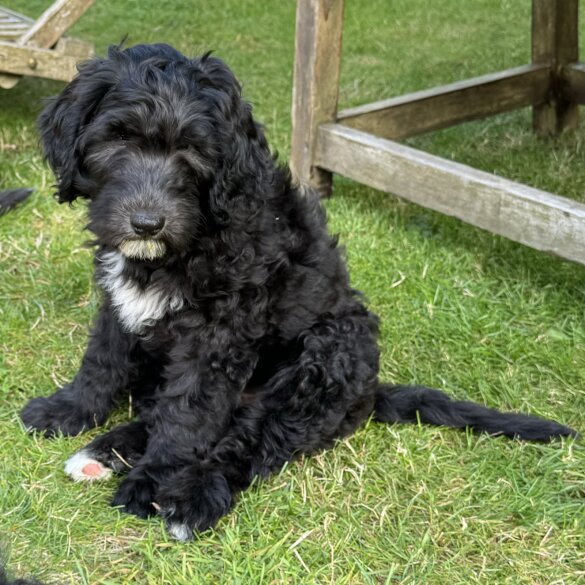 Goldendoodle - Both