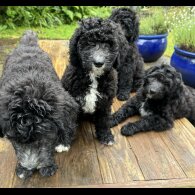Goldendoodle - Both