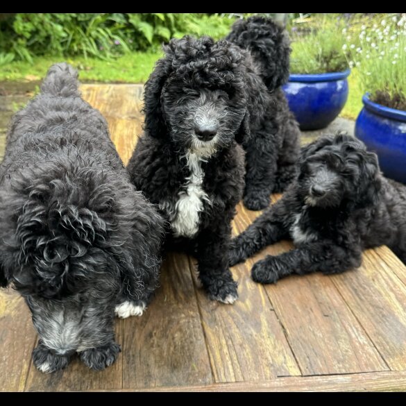 Goldendoodle - Both
