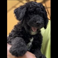 Goldendoodle - Both