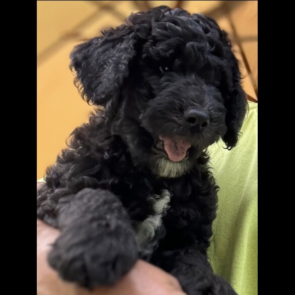 Goldendoodle - Both