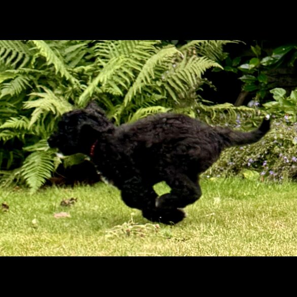 Goldendoodle - Both