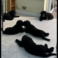 Goldendoodle - Both