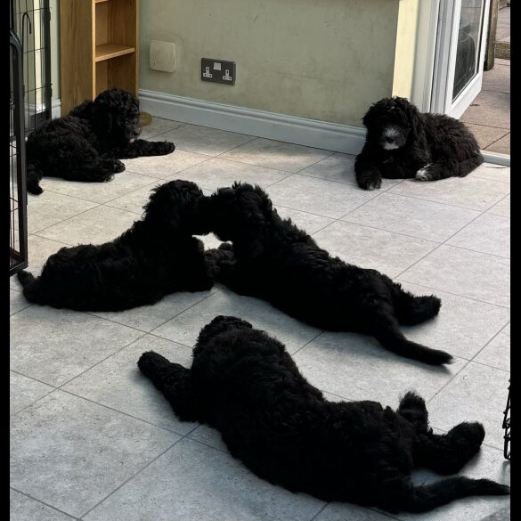 Goldendoodle - Both