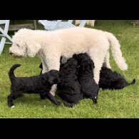 Goldendoodle - Both