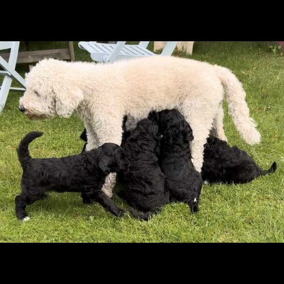 Goldendoodle - Both