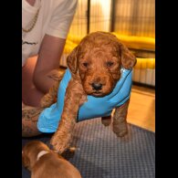 Goldendoodle - Both