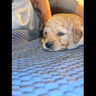 Goldendoodle - Both