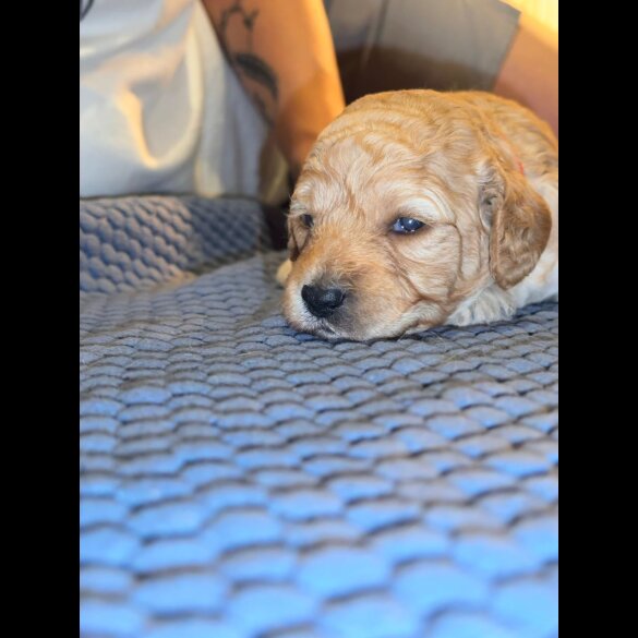 Goldendoodle - Both