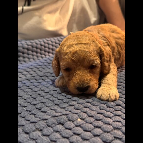 Goldendoodle - Both