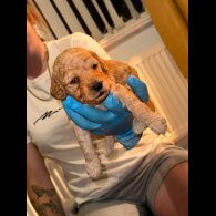 Goldendoodle - Both
