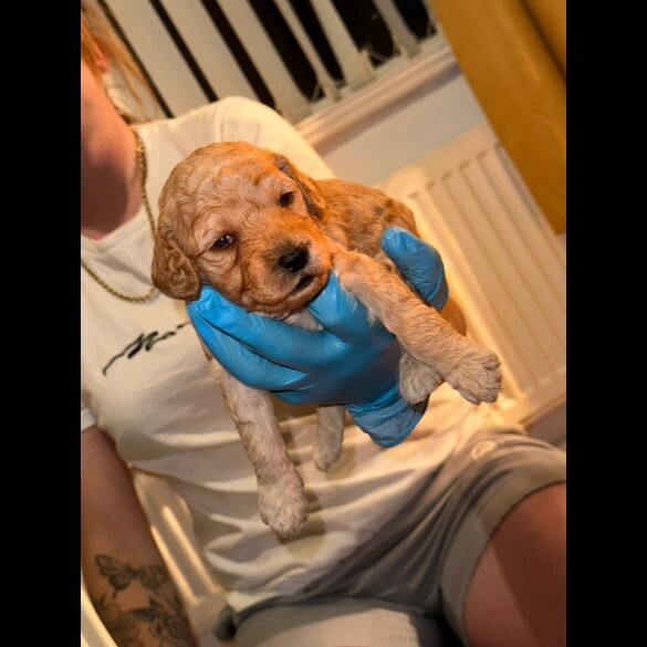 Goldendoodle - Both