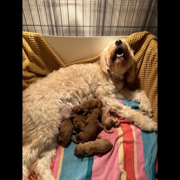 Goldendoodle - Both