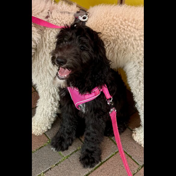 Goldendoodle - Both