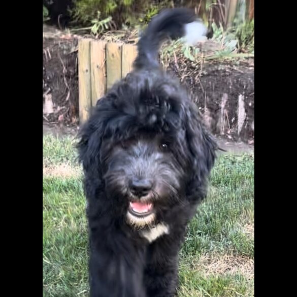 Goldendoodle - Both