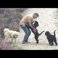 Goldendoodle - Both