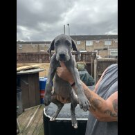Great Dane - Bitches