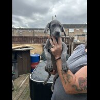 Great Dane - Bitches