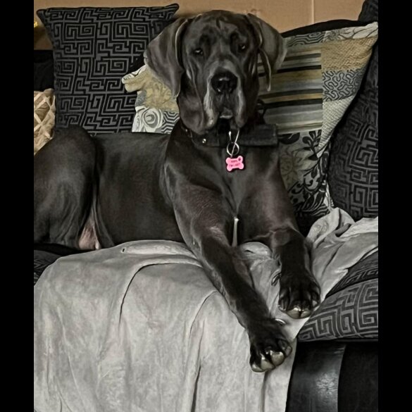 Great Dane - Bitches