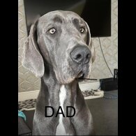 Great Dane - Bitches