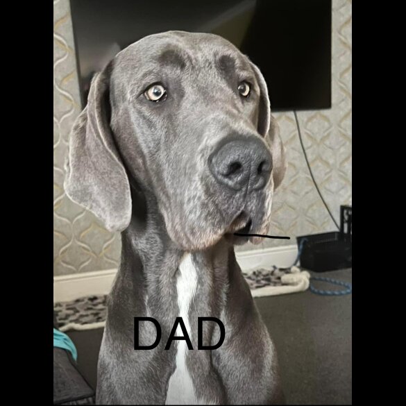 Great Dane - Bitches