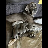 Great Dane - Bitches