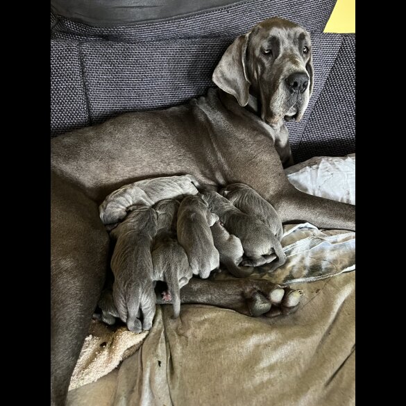 Great Dane - Bitches