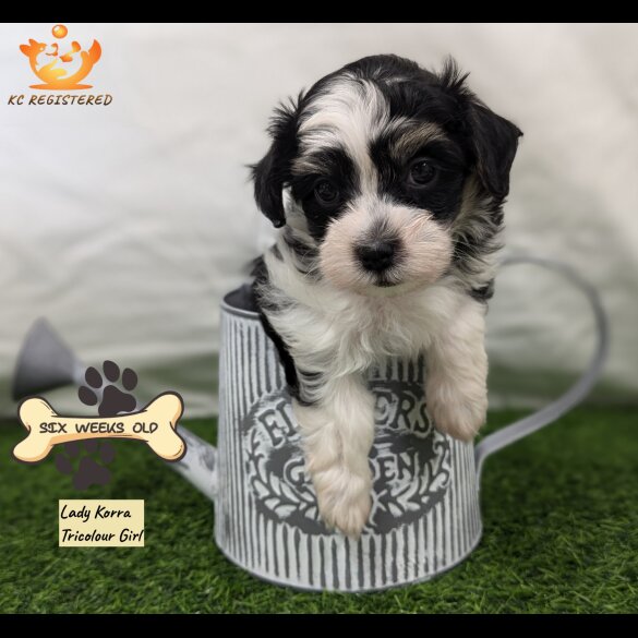 Havanese - Both