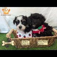 Havanese - Both