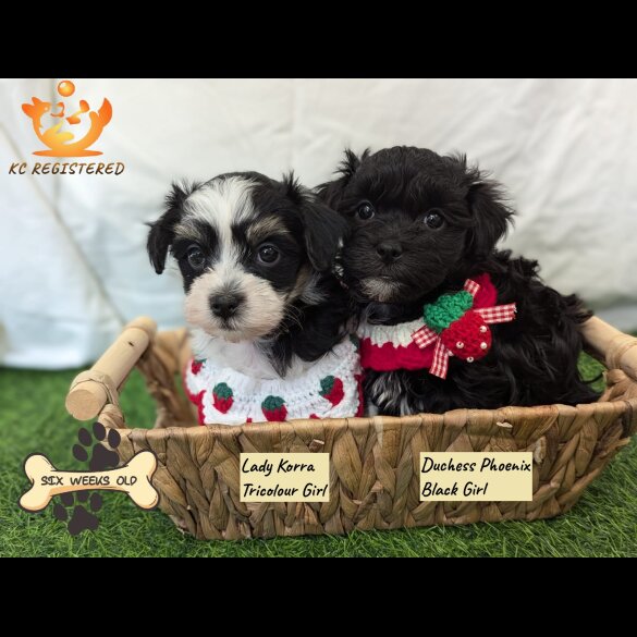 Havanese - Both
